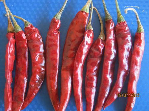 Red Chilli Teja