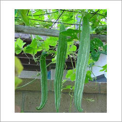 Fresh Snake Gourds