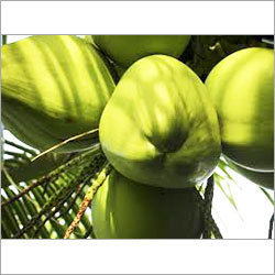 Green Coconut