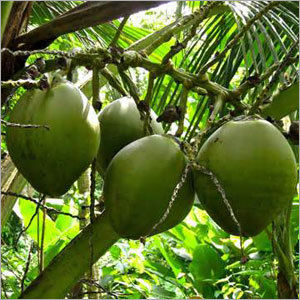 Green Tender Coconuts