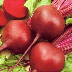 Red Beetroot