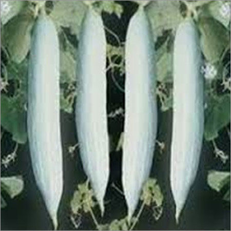 Snake Gourd Seeds