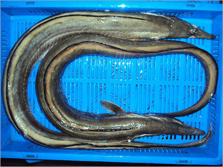 Black Eel Fish
