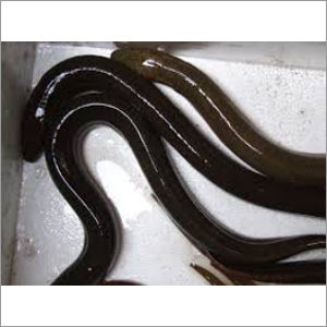 Eel Fish