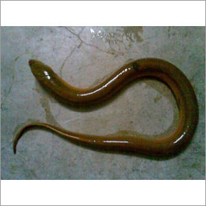 Live Eel Fish