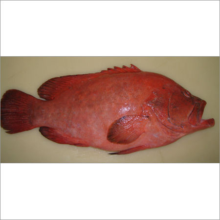 grouper fish