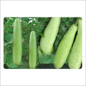 Fresh Bottle Gourd