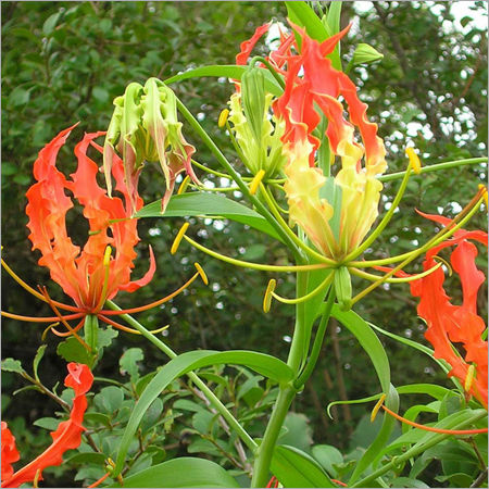 Gloriosa Superba