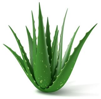 Aloe Vera Leaf At Best Price In Chennai Tamil Nadu P M Agri World