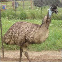 Big EMU Birds