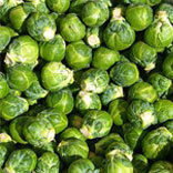 Brussels Sprout