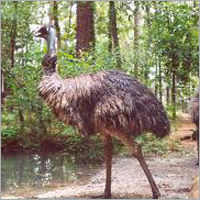 Emu Birds