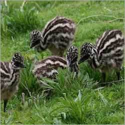 emu chicks