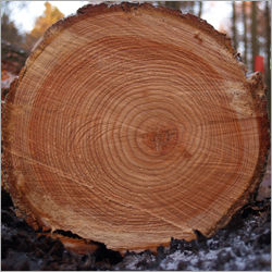New zealand Pine log