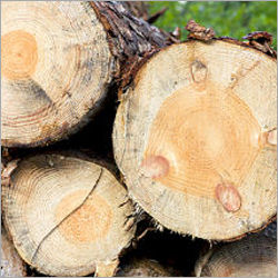 Sylvestra Pine log