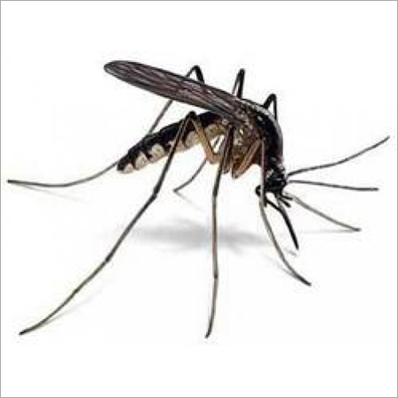 Mosquito Control Service By MARUTI MISSILE PEST TREATMENT