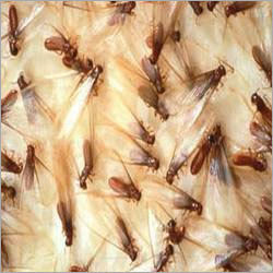 Termite Control Service By RASHTRIYA CHEMICAL & HERBAL PEST CONTROL SERVICE