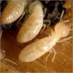 Termite Control Services By SIDDHI INSECTICIDE SERVICE
