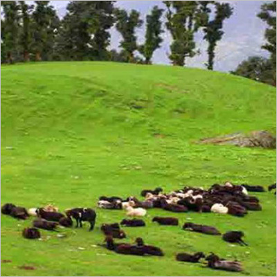 Uttarakhand Wild Life Tour Package Age Group: Adults