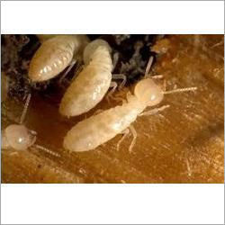 White Termite Pest Control Services