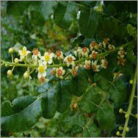 Boswellia Extract Dry Powder