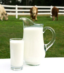 cow milk