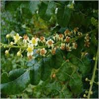 Natural Boswellia Extract