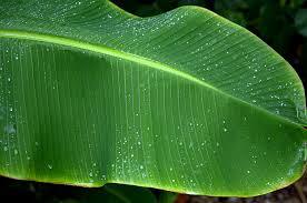 Banana Leaf