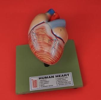 Human Heart Model