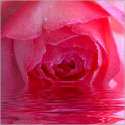 Rose Water