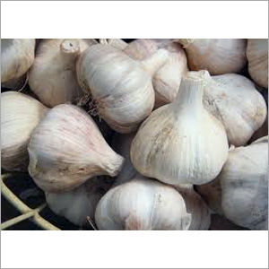 Hybrid Garlic