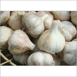 Indian Garlic Application: To Write