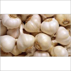 Organic Garlic