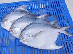 Pomfret Fish