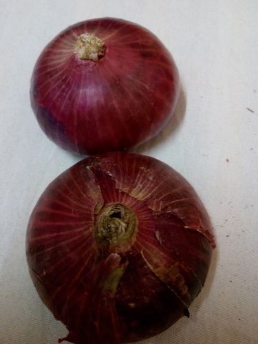 Indian Onion