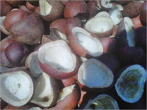Dried Coconut Copra