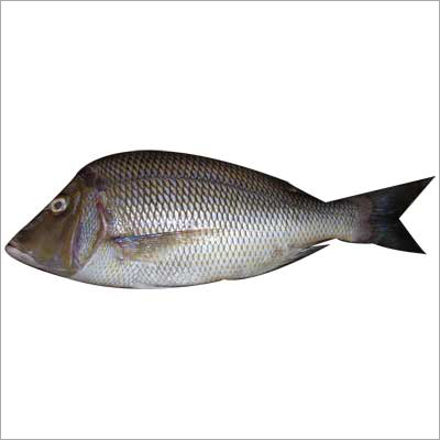 Emperor Fish at Best Price in Nagapattinam, Tamil Nadu | Christopher ...