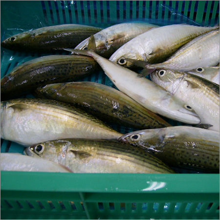 Fresh Mackerel Fish