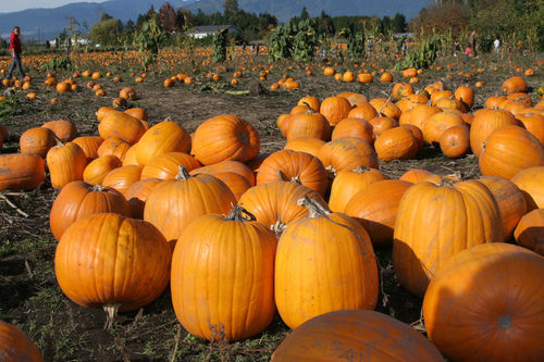 Fresh Preserved Pumpkins