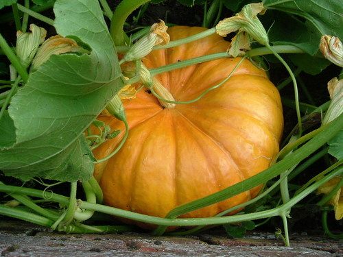 Preserved Pumpkins