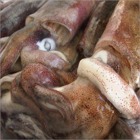 Squids Fish - Whole Round, Loligo Gahi | High Nutritional Value, Long Shelf Life, Easy to Cook, Fresh Packaging