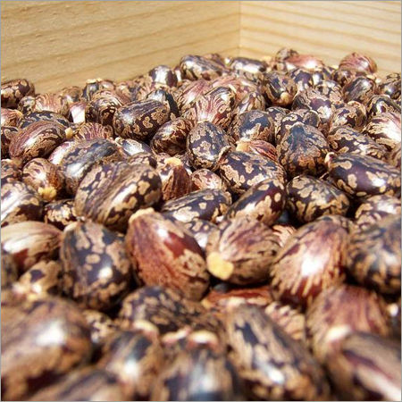 Castor Seed - High Oil Content 47%, Minimum 29% Protein, Purity Guaranteed | Versatile Applications in Oil and Food Industries, Ideal for Medicinal Use