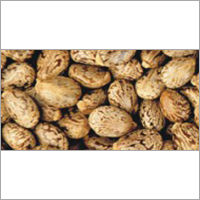 Common Castor Seed