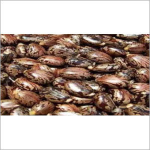 Castor Seeds