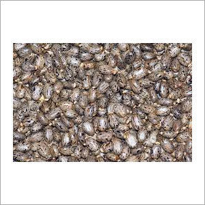 Castor Seeds