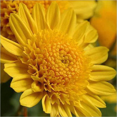 Chrysanthemum Flower Plants