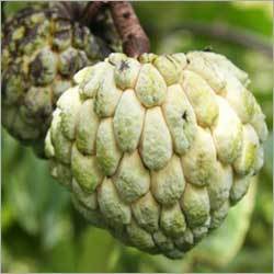 Custard Apple