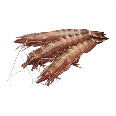 Gulf Brown Shrimp