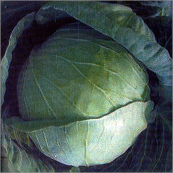 Hybrid Cabbage