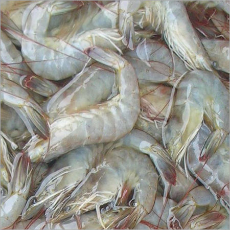 Indian White Leg Shrimp Application: Home & Office